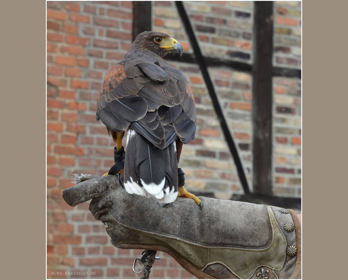 Harris Hawk vom Gestüt Moorhof auf der Burg