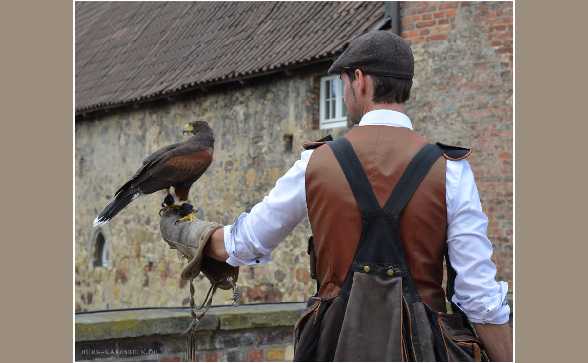 Harris Hawk vom Gestüt Moorhof auf der Burg