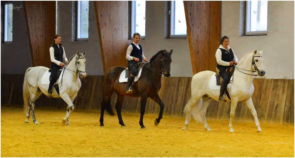 Zentrum für pferdegerechtes Reiten Miryam Husain Burg Kakesbeck