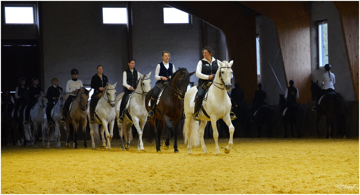 Zentrum für pferdegerechtes Reiten Miryam Husain