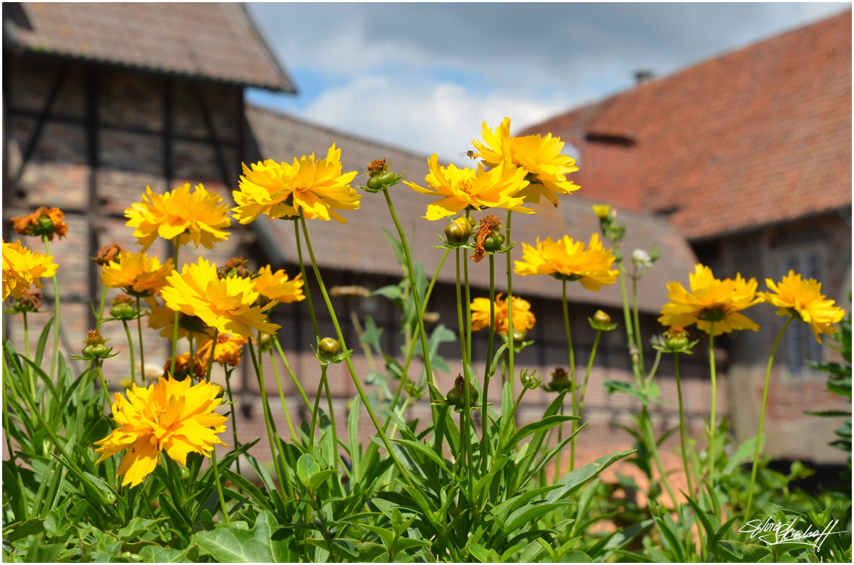 Sommer auf Burg Kakesbeck